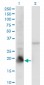 PPIL1 Antibody (monoclonal) (M01)